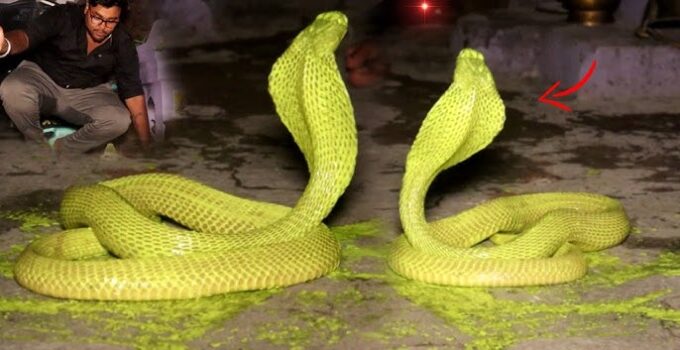 Glimmering Surprise: Villagers Astonished by Golden Snakes Glowing in the Darkness!