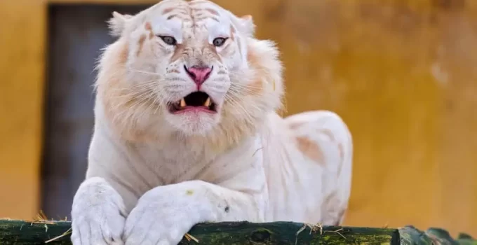 Beyond the Stripes: Heartwarming Bonds Form as White Tiger Cubs Revel Their Remarkable Personalities Alongside Devoted Caregivers