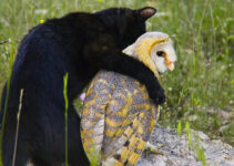 Feathered & Feline Friends: The Enchanting Tale of a Black Cat and Owl’s Unlikely Bond in the Wild