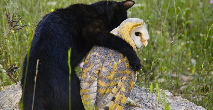 Feathered & Feline Friends: The Enchanting Tale of a Black Cat and Owl’s Unlikely Bond in the Wild