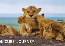 The Roaring Rise: Witness Cubs Transform into Majestic Kings! (Video)