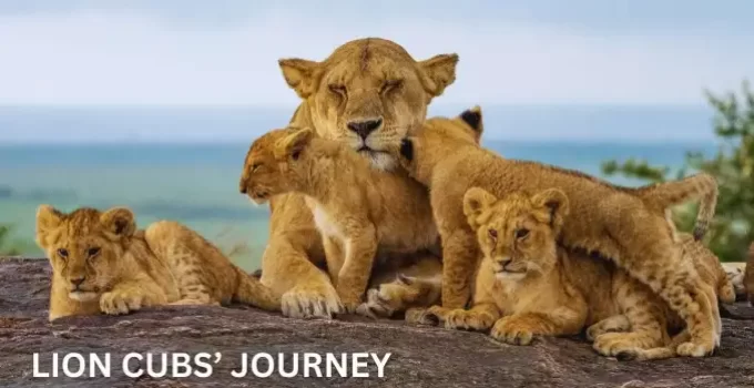 The Roaring Rise: Witness Cubs Transform into Majestic Kings! (Video)