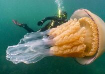 Monstrous Beauty: Encounter with a 10-Foot Giant Jellyfish Off England’s Coast Leaves Onlookers Astonished
