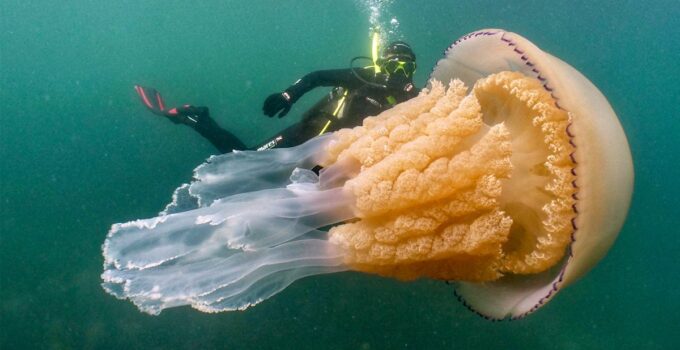 Monstrous Beauty: Encounter with a 10-Foot Giant Jellyfish Off England’s Coast Leaves Onlookers Astonished