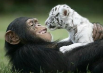 Unlikely Nanny: When a Monkey Adopted an Orphaned Tiger, Love Knew No Species Boundaries
