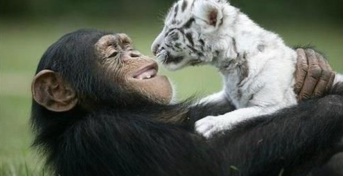 Unlikely Nanny: When a Monkey Adopted an Orphaned Tiger, Love Knew No Species Boundaries