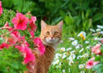 Captivating Cuteness: Kittens Playing Amongst Beautiful Flowers