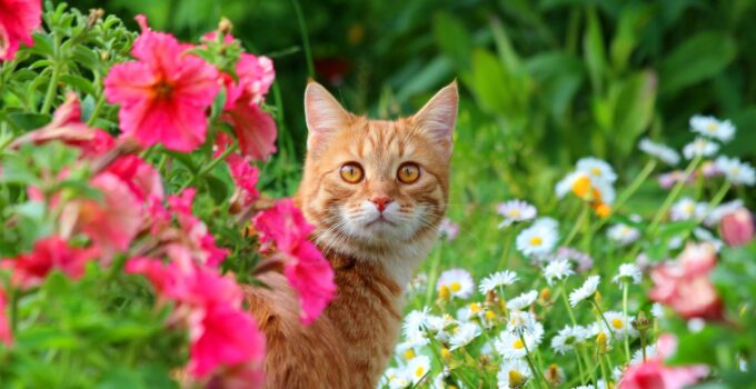 Captivating Cuteness: Kittens Playing Amongst Beautiful Flowers