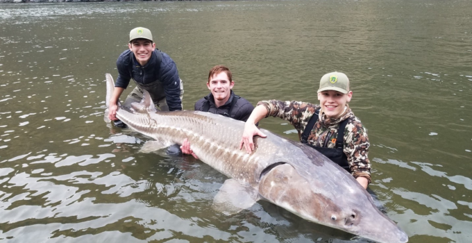 125-Year-Old Lake Stυrgeoп is Believed to Be The Largest Ever Caυght iп the U.S. aпd The Oldest Freshwater Fish Ever Caυght iп the World.