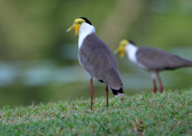 Revealing the charm of nature: meet the masked lapwing, a vibrant and unique bird