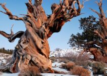 Yes, a tree over 4,800 years old is still living