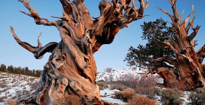 Yes, a tree over 4,800 years old is still living